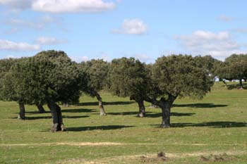 Encina - Bosque (Quercus ilex)