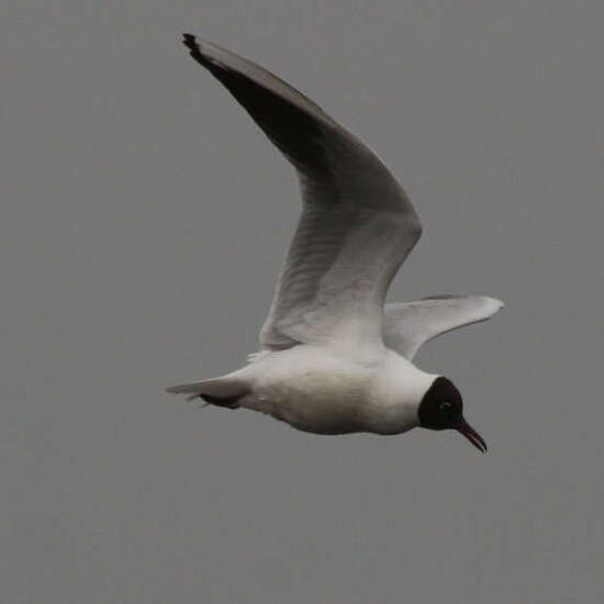 Gaviota reidora en vuelo