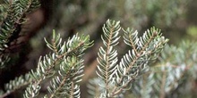 Abeto coreano (Abies coreana)