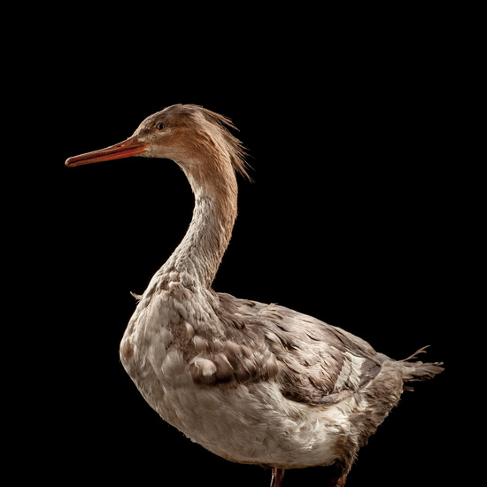 IES_SANISIDRO_BIOLOGIA_039