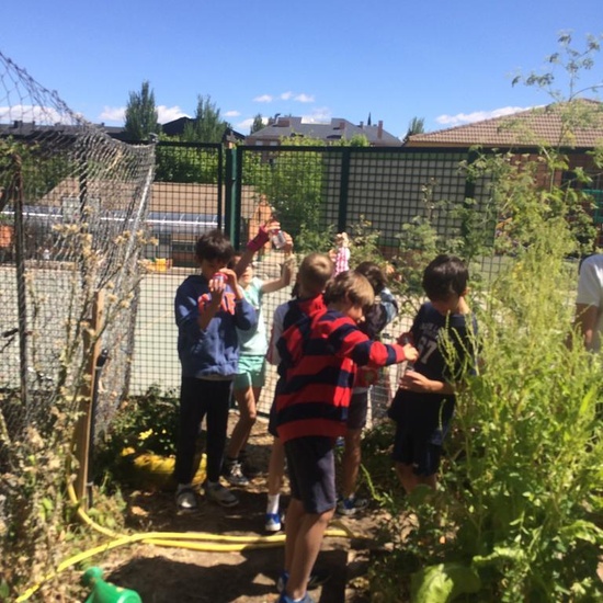 2019_06_11_4º observa insectos en el huerto_1_CEIP FDLR_Las Rozas 2