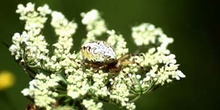 Araña (Aculepeira ceropegia)