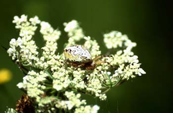 Araña (Aculepeira ceropegia)