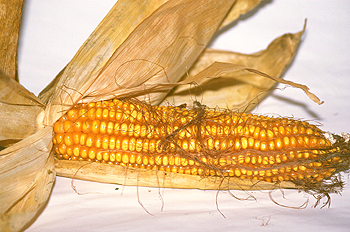 Mazorca de maíz