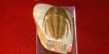 Redlichia chinensis (Trilobites) Cámbrico