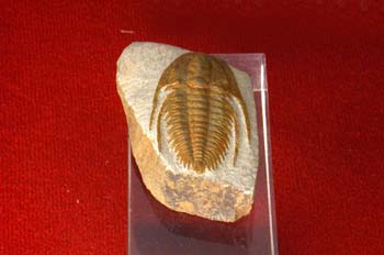 Redlichia chinensis (Trilobites) Cámbrico