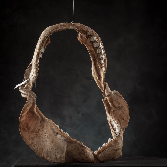 IES_SANISIDRO_MUSEO_Zoolgía_118