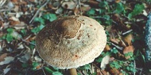 Parasol (Macrolepiota procera)