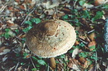 Parasol (Macrolepiota procera)