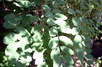 Acacia (hoja)