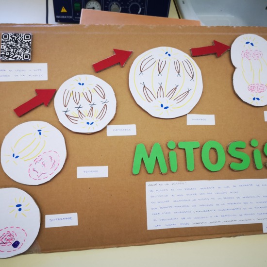 Mural de la mitosis 