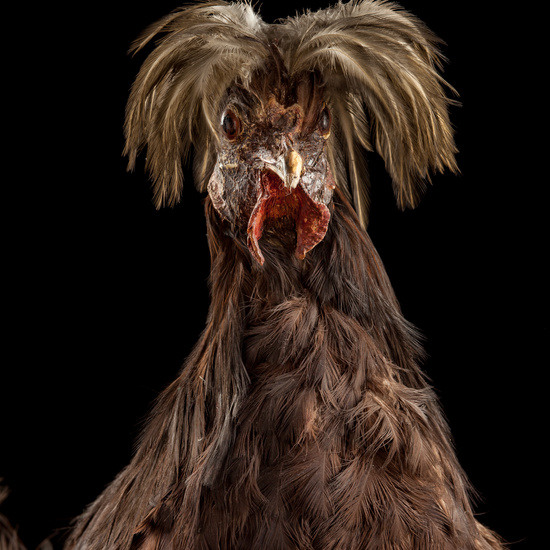 IES_SANISIDRO_BIOLOGIA_048