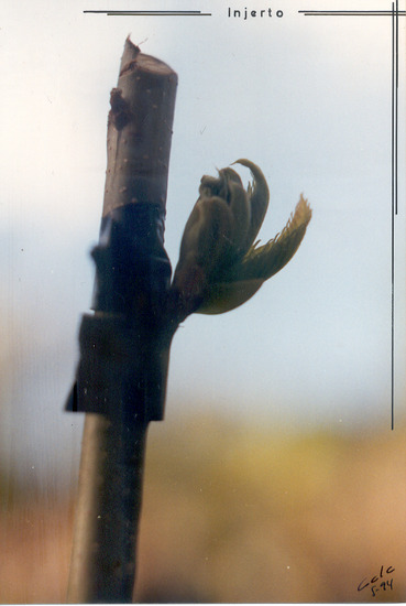 Mejorando la especie