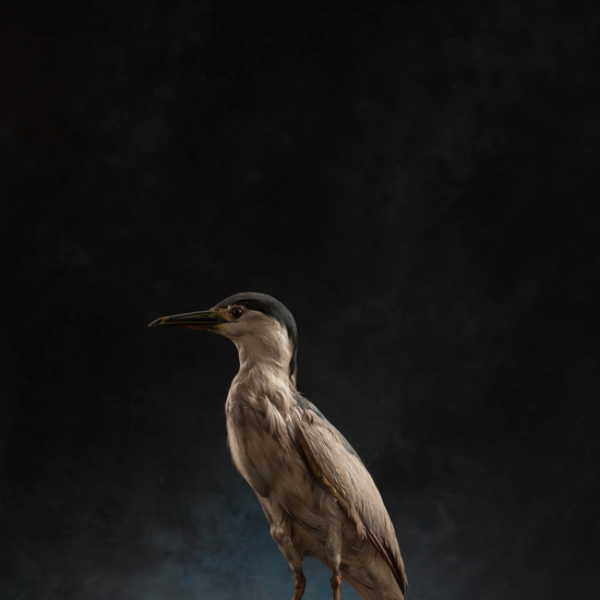 IES_SANISIDRO_MUSEO_Aves_145