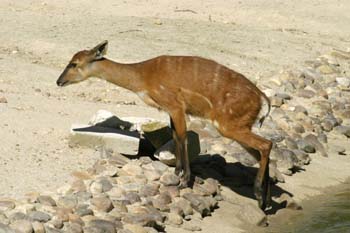 Antílope B (Antilopino Fam.)