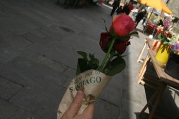 Mujer lleva rosas a la iglesia, Santiago d Compostela, La Coruña