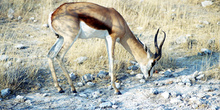 Gacela de Grant pastando, Namibia