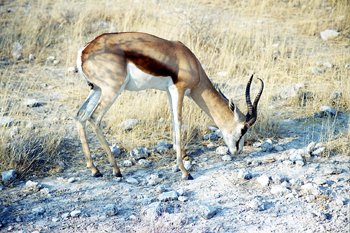 Gacela de Grant pastando, Namibia