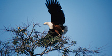 águila pescadora en posición de vuelo, Botswana