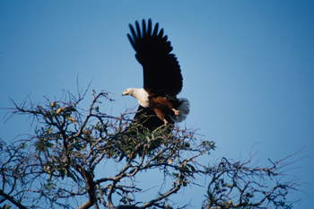águila pescadora en posición de vuelo, Botswana