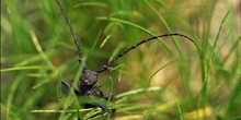 Gran Longicornio áptero (Morimus asper)