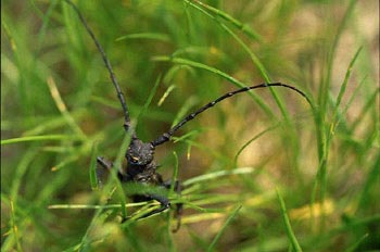 Gran Longicornio áptero (Morimus asper)