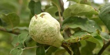 Membrillo - Fruto (Cydonia oblonga)