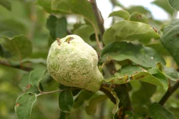 Membrillo - Fruto (Cydonia oblonga)
