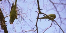 Cotorra (Myiopsitta monachus)