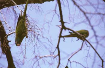 Cotorra (Myiopsitta monachus)