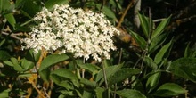 Saúco - Flor (Sambucus nigra)