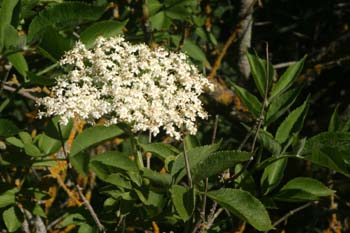 Saúco - Flor (Sambucus nigra)