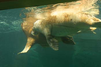 Morsa (Obobenus rosmarus)