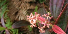 Cacaotillo,Miconia robinsoniana, Ecuador