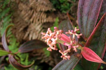 Cacaotillo,Miconia robinsoniana, Ecuador