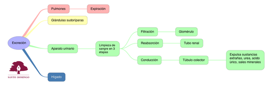 BIO_LA EXCRECIÓN_S3