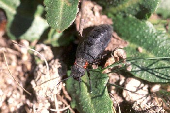 Aceitera (Meloë corallifer)