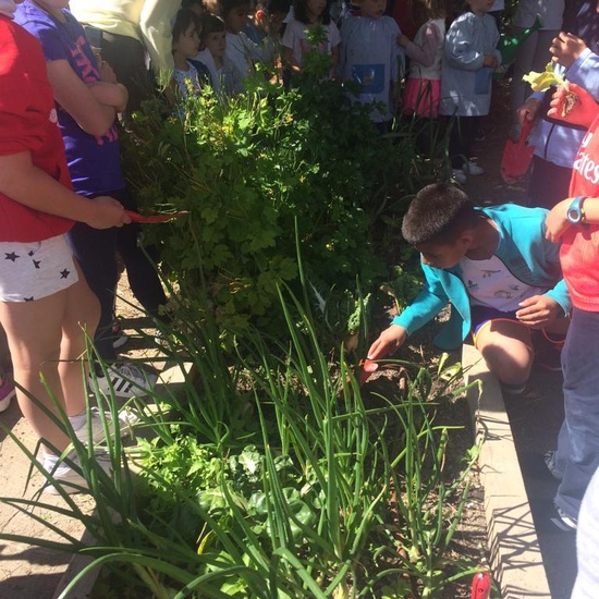 2019_05_Los alumnos de 4º en el Huerto_CEIP FDLR_Las Rozas 19