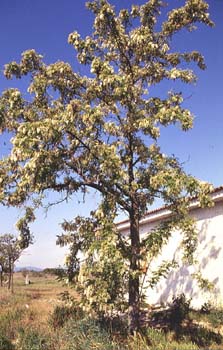 Pan y quesillos - Porte (Robinia pseudoacacia)