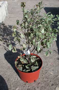 Pittosporum tenuifolium