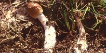 Amanita sp.