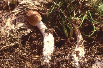 Amanita sp.