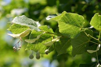 Tilo común - Fruto (Tilia platyphyllos)