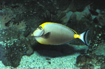 Pez cirujano (Nasso lituratus)