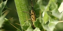 Longicornio de los cardos (Agapnathia asphodeli)