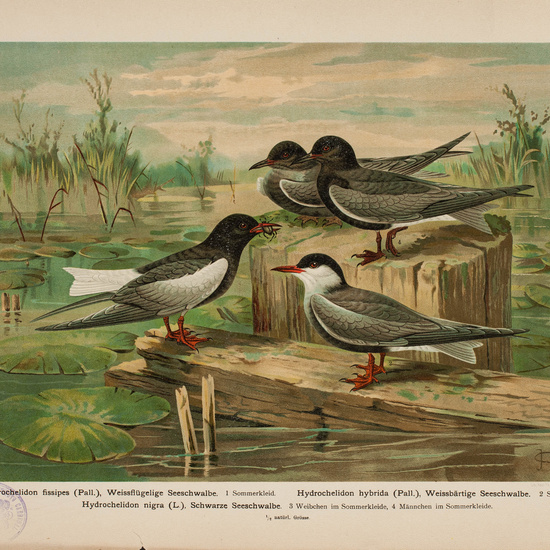 IES_CARDENALCISNEROS_AVES_LAMINAS_080