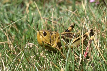 Saltamontes de montaña (Podisma pedestris)