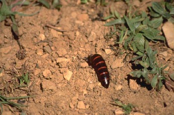Aceitera (Meloë proscarabeus)