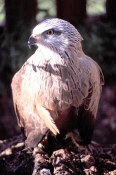 Milano negro (macho)- Sierra de Fuentes, Cáceres