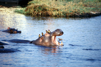 Limpieza de los Picabueyes al hipopótamo, Botswana